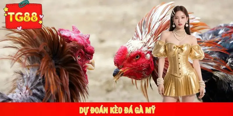 Trận đá gà Mỹ vô cùng gay cấn